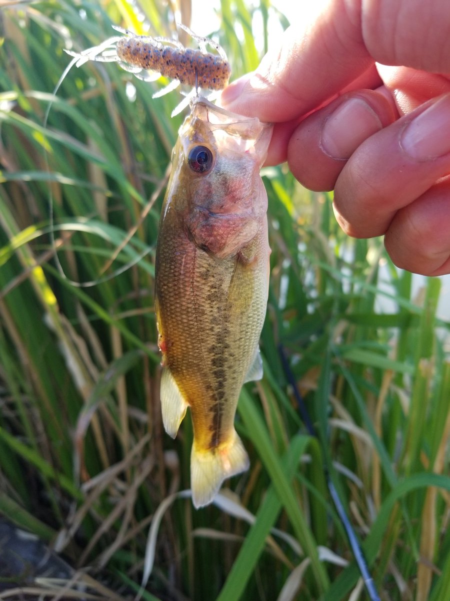 susumu_0710's tweet photo. 今日も仕事帰りに🎣
RV-BUG1.5で1本AVI35で2本
小さいバスしか釣れない😱大きいバスはどこ行った😭
#バス釣り
#JACKALL
#RVBUG
#RAIDJAPAN
#AVI35
#印旛水系 https://t.co/6ZD3yBToGe