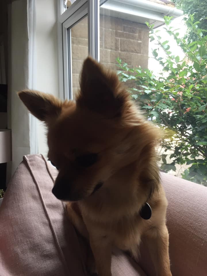 CatsMissing's tweet photo. 🆘#LostDog Tiny 3 legged #Chihuahua attacked by husky dog 21/8/20 Northfield Way area Nythe #Swindon #SN3 & ran off from outside his home
⚠️Hurt & #NeedsFindingFast⚠️
Wearing Collar with owners📞telephone number
Microchipped #ScanMe
Contact 07879402835⬇️
https://t.co/An19F7HALs https://t.co/G3YqN87AWY