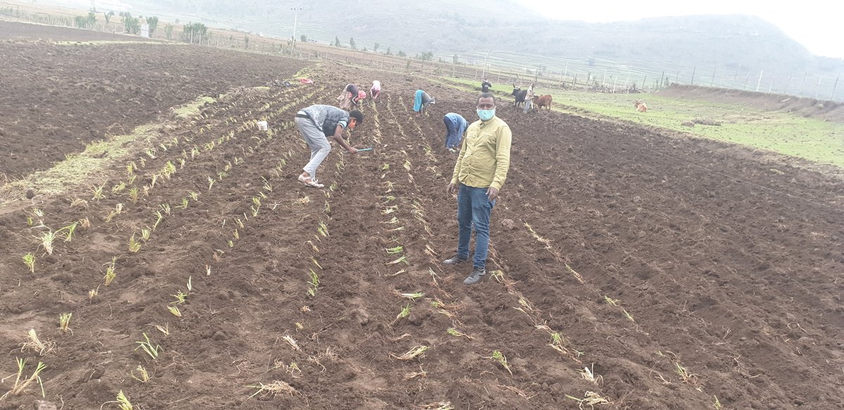 ‘This is the “new normal” and we have to adapt,’ notes Mohammed Ibrahim, a researcher with #ILRI and #Africa RISING’s site coordinator in Tigray, Ethiopia, as he reflects on all the important operational adjustments.
bit.ly/3l8fCjC