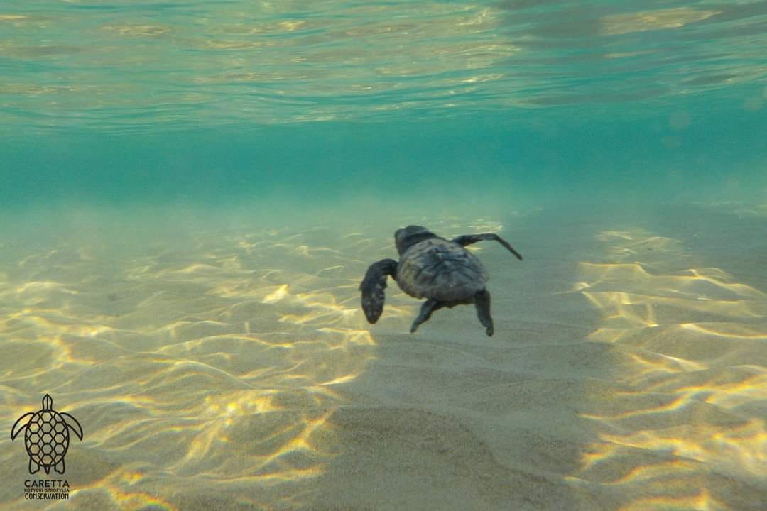 WildlifeVetsInt's tweet photo. Anyone got time on their hands? Our wonderful partners @Archelon_stps urgently need volunteers to look out for baby turtles. Lovely way to end the summer!
#FeelGoodFriday
#Archelon_greece
#ForTheLoveOfTurtles #TurtleyAwesome
#TrainingVets #SavingSpecies
https://t.co/wST8Bgxi4b https://t.co/mAvLKLrJxV