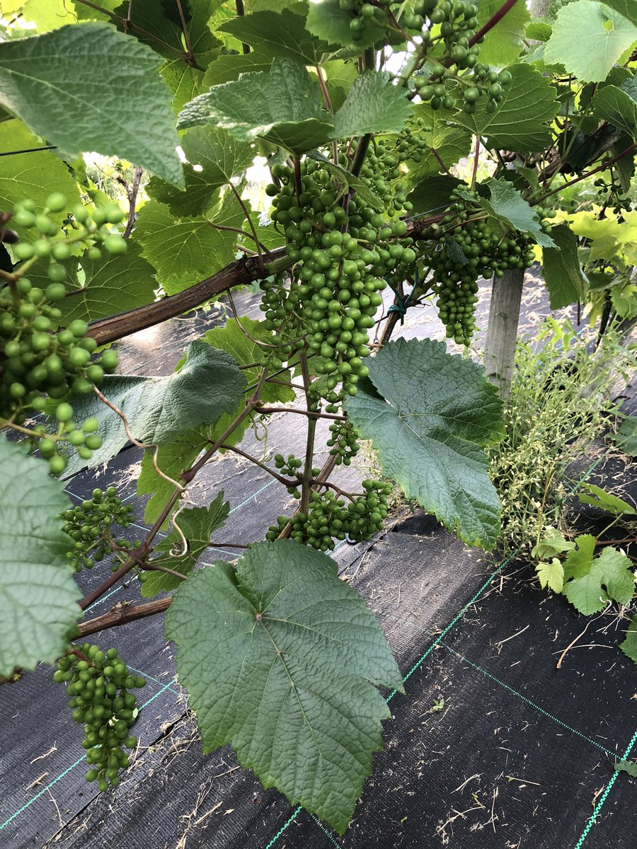 Torgeir Røthe tweet media