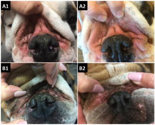 Albinovet's tweet photo. medical honey for canine nasal #intertrigo: A randomized, blinded, placebo-controlled, adaptive clinical trial to support antimicrobial stewardship. Taken together, the results question the value of Manuka honey at treating nasal intertrigo https://t.co/WqIS2aFR7Q https://t.co/q7K2n6V8zd