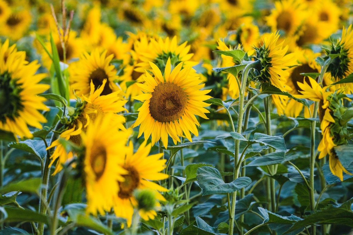 Avril_eng's tweet photo. Discover us 🧐 I Avril Vegetal 🌿, the Group's historical business with seeds crushing, counts more than 3,000 employees around the world🌎 (#Saipol #Expur @KerfootGroup #Lecico, #Novastell #LesieurCristal #CostadOro)
https://t.co/oGbN7CvsoH
#AvrilGroup #2019AR https://t.co/GeQ6OCGL2i