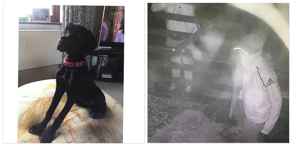 SAMPAuk_'s tweet photo. Do you recognise this man? Caught on CCTV stealing LOLA #LONGNEY #GLOUCESTERSHIRE Call 07761997020 or @Glos_Police on 101. Updates https://t.co/Tg4Bmzzamv

Time for #PetTheftReform https://t.co/8HH49v2d9y https://t.co/hzUR6cqc7N
