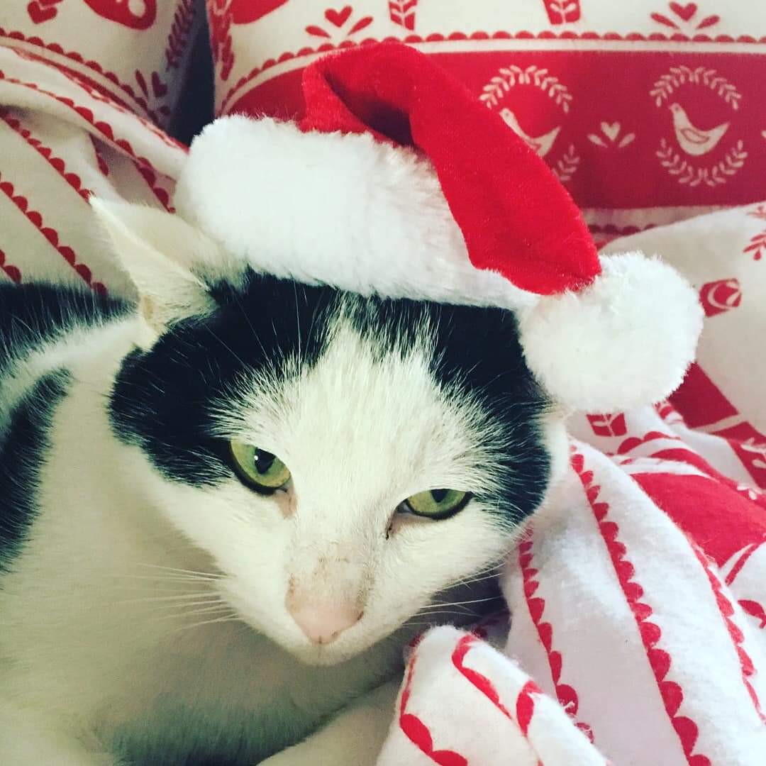 AlanDaffern's tweet photo. Lenny has been #Missing for 6 months from his home in Marble Hall Road #Llanelli #Carmarthenshire #Wales #SA14 - he is 5 years old and is #Neutered &amp; #Chipped - he is shy and can be aggressive when stressed 

https://t.co/2DcKUswxM6

#missingcatwales #lostcat https://t.co/Vmk3CtD6xd