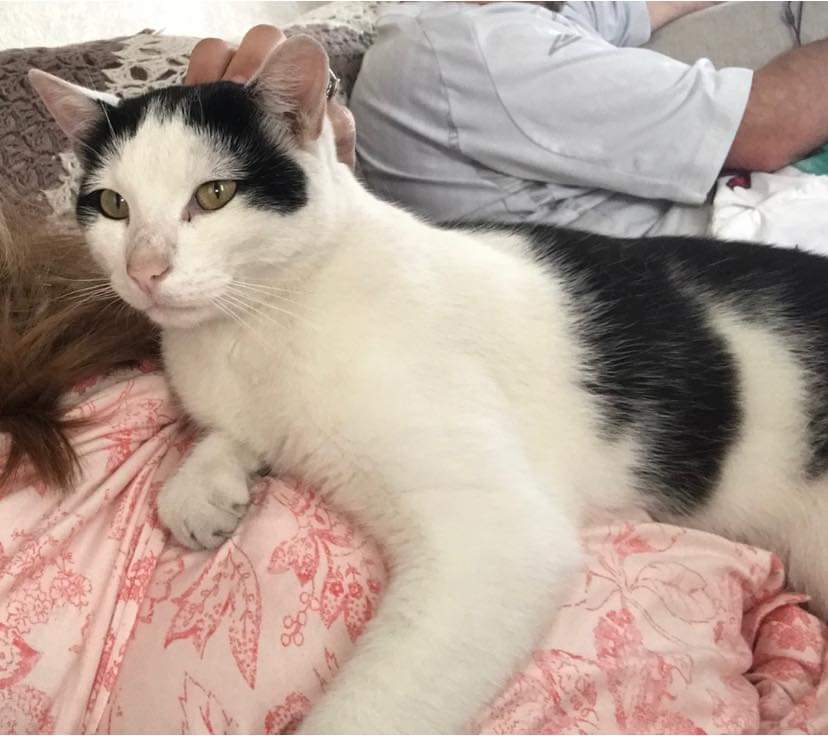 AlanDaffern's tweet photo. Lenny has been #Missing for 6 months from his home in Marble Hall Road #Llanelli #Carmarthenshire #Wales #SA14 - he is 5 years old and is #Neutered &amp; #Chipped - he is shy and can be aggressive when stressed 

https://t.co/2DcKUswxM6

#missingcatwales #lostcat https://t.co/Vmk3CtD6xd