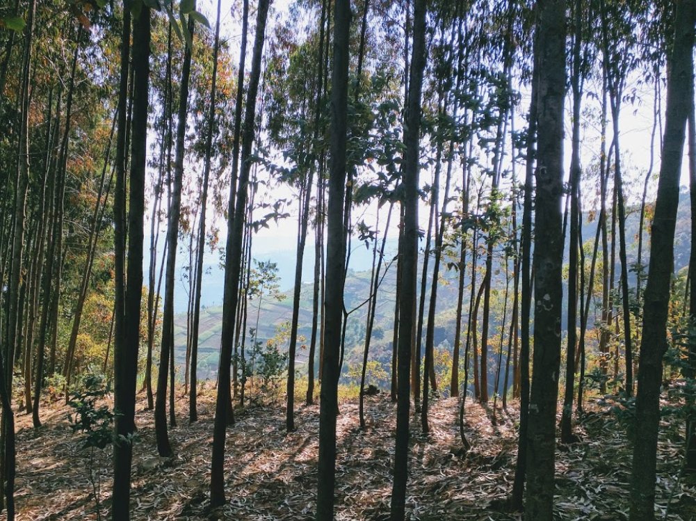 cuwajeneza's tweet photo. @visitrwanda_now Mount Kabuye hiking #TemberaThrowback https://t.co/zfrzGg6Hpf