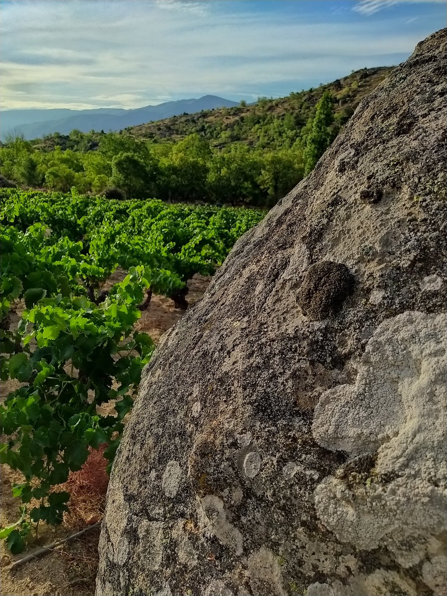 Hoy queremos homenajear a nuestra gran protagonista:
LA VIÑA. 
Viejas viñas de #garnacha y #albilloreal que transmiten a nuestros vinos las características geológicas, geográficas y climatológicas de la tierra de la que proceden 🏞🍷 . 
#PatrimonioVitivinicola 
#DOPCebreros
