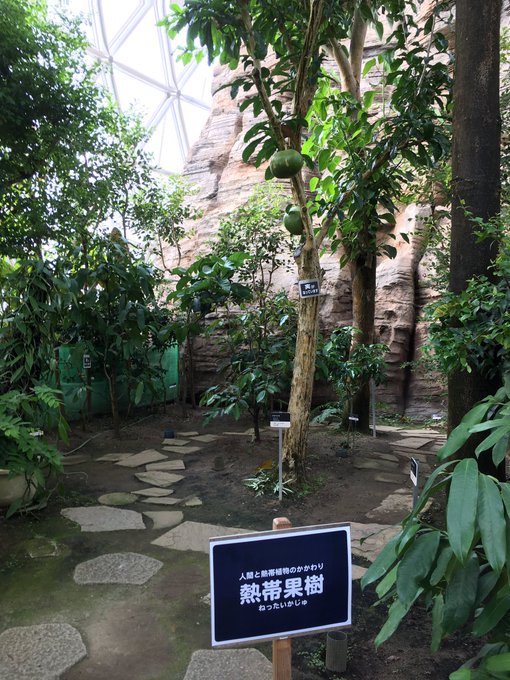 植物園のタネつなぎのtwitterイラスト検索結果 植物園のタネつなぎのtwitterイラスト検索結果