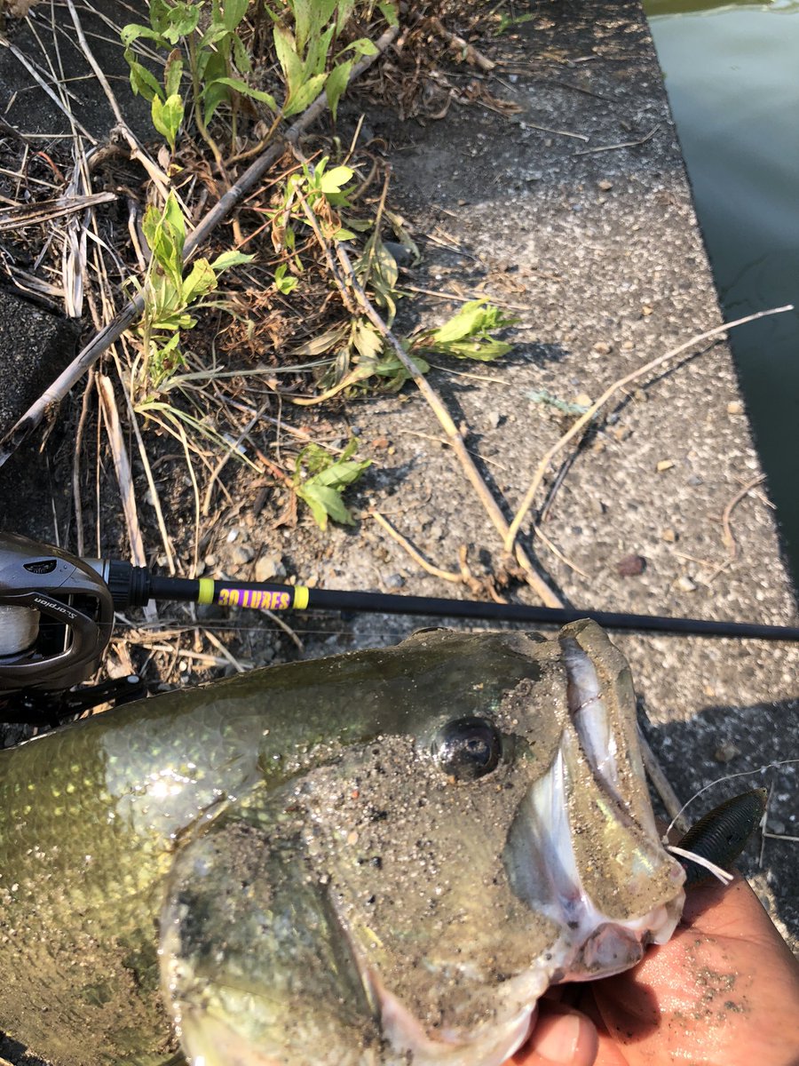 30lures's tweet photo. マオ君のヒントに大江川で🤣
下手くそオーナー釣りました‼︎
6.6MLプロト!
#バス釣り
#大江川
#riotbaits
#baton https://t.co/o1efUTwyzl