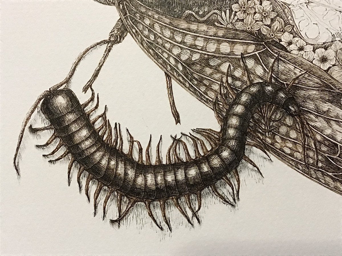 Twoucan ムカデ の注目ツイート イラスト マンガ