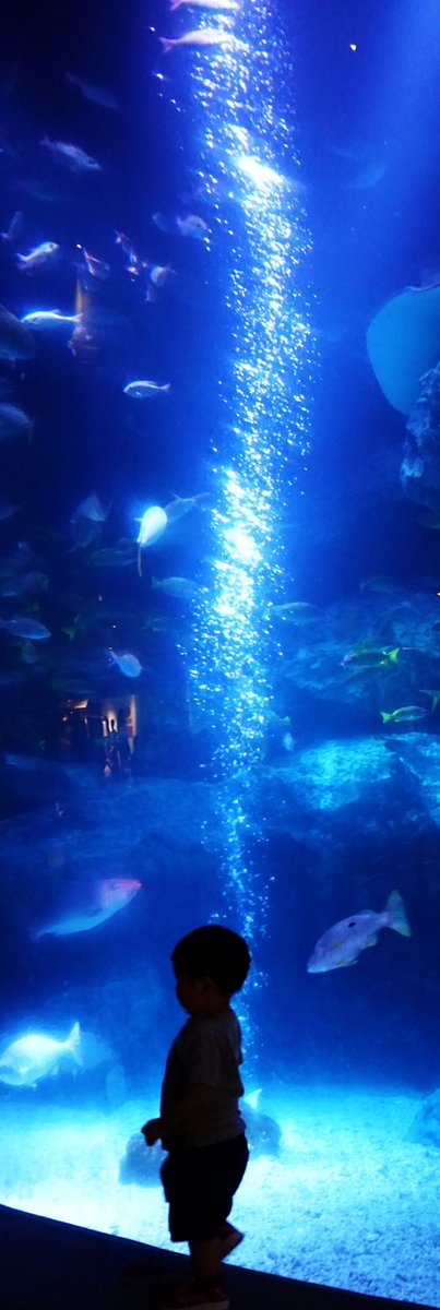 FumikiYukawa's tweet photo. 少し夏らしいことを。#水族館 #息子 #魚 #夏 #真夏 #summer #summerintokyo #泡 #bubbles #水槽 https://t.co/IiS9fpKavc