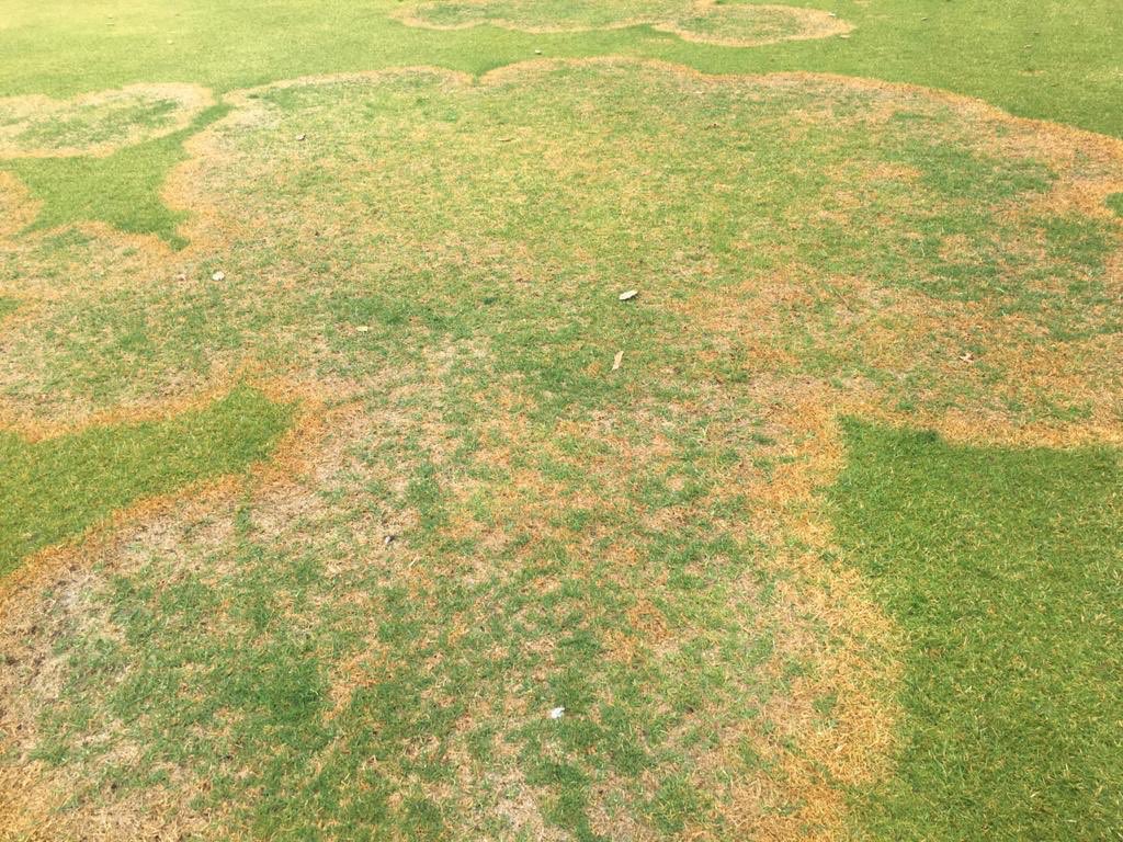 Talking_Turf's tweet image. Take control of the following diseases with #HeadwayMaxx!   
#TakeAllPatch 
#LargePatch 
#FusariumPatch 
#DollarSpot 
#Anthracnose  

Contact sales@talkingturf.co.za for preventative and curative rates ⛳️  
Producing #YOUR ultimate playing surface one product at a time!⛳️