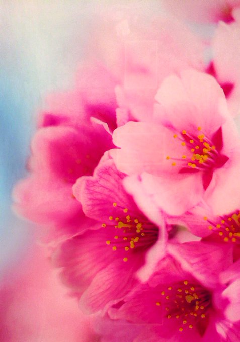 蜷川実花のtwitterイラスト検索結果 古い順