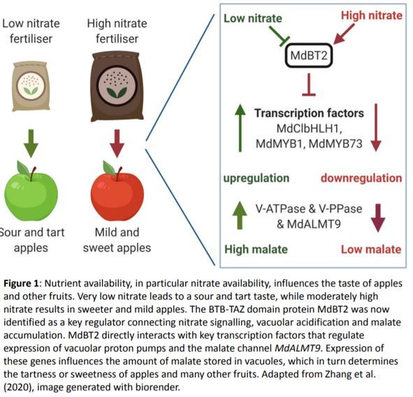 plantae_org's tweet image. Plant Physiology NEWS &amp;amp; VIEWS: Sweet or Sour? Important Link between Nitrate Signaling and Malate Accumulation Identified in Apple #FruitDevelopment #BiFC #PlantBiology #PlantSci buff.ly/2EiGnRL