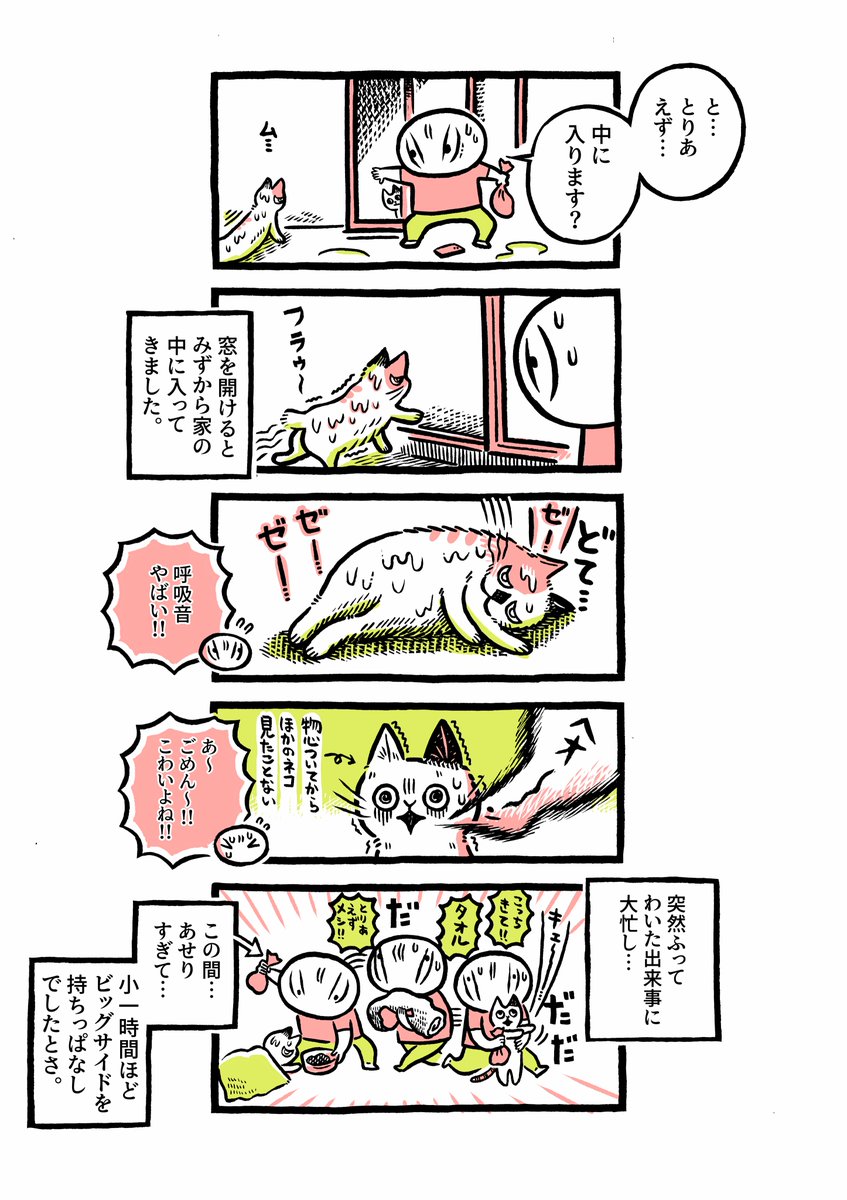 老猫を保護した話。 