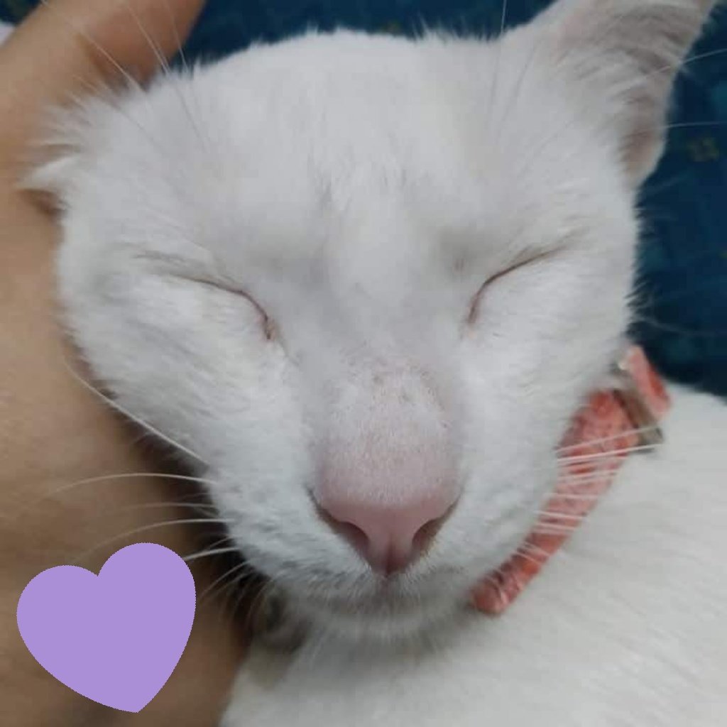 clydekth7's tweet photo. Anyway— I know this doesn't have anything to do with the streaming I'm sorry but please if you could help, please donate or rt to help us with my cat's  condition. 
[ read replies ]

https://t.co/hfIt7jSSnh

#DynamiteToday #DynamiteMV #BTS_Dynamite https://t.co/mreX8w0zTL