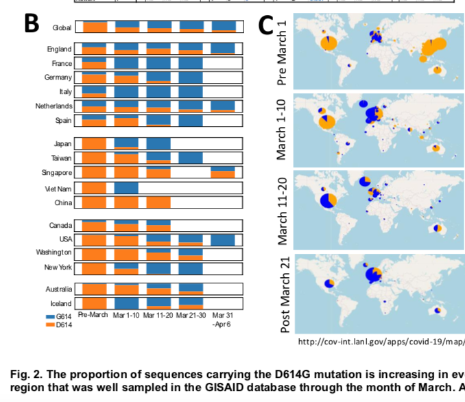 détail amusant : cette mutation est majoritaire depuis mars en france, en aucun cas il ne s agit d une mutation récente, elle a été identifiée fin janvier en Allemagne. (et en chine auparavant)