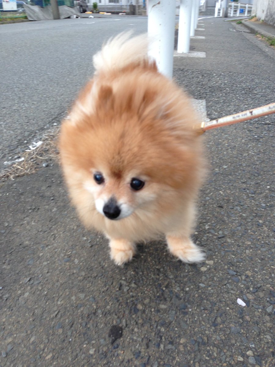 愚鈍 全てのイッヌが散歩好きではない ウチの亡きイッヌは外に出て5分もしないうちに 帰る もう帰る もちろん帰り道は歩かない 抱っこせよ というタイプだったから 1日2回合計1時間も歩いたら絶対に え こんなにかわいいポメラニアンなのに