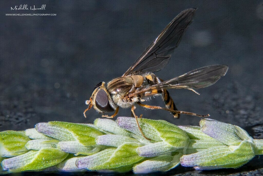 mich_howell's tweet photo. A bit of focus stacking and textures on this Hoverfly today.
@michellehowellphotos
#hoverfly #hoverflys #macro #wild #wildlife #nature #wildflowers #closeup #wildlifeinthegarden #gardeninsects #naturephotography #NikonD500 #michellehowel… https://t.co/0kpsZGwRuT https://t.co/MlbdLGpn0i
