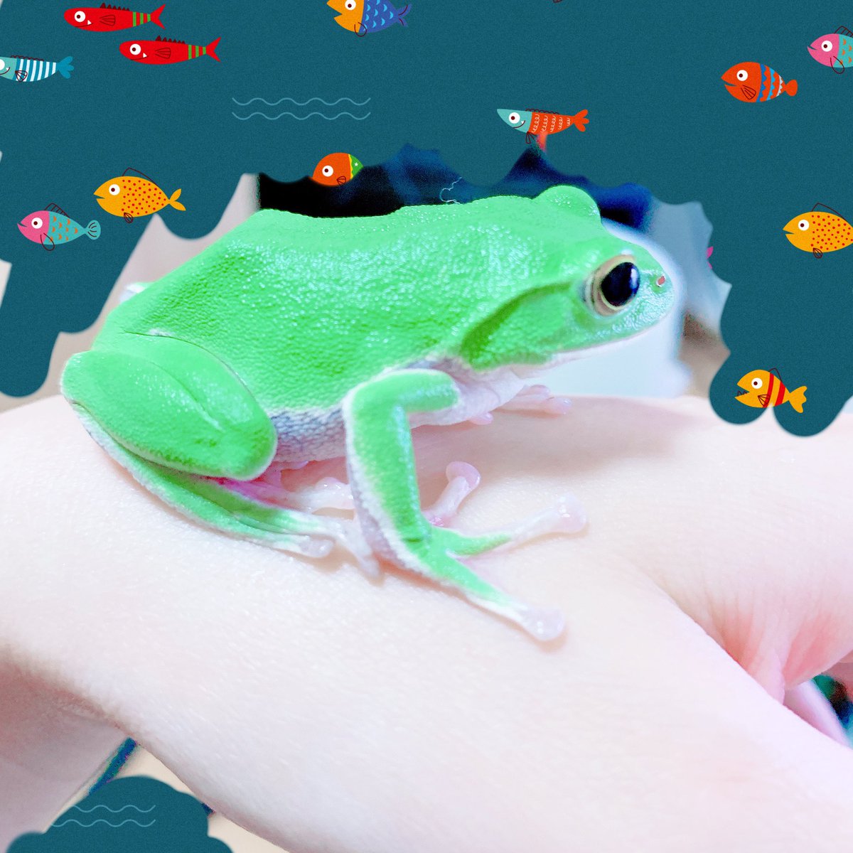 myo____on's tweet photo. 手のり十郎𓆏🌸 https://t.co/nsnCgHwcaJ