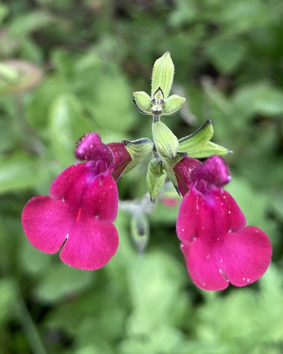 Pink Salvia. Very showy right now #salvia #top_favourite_shots #instaflowers #nannysgardenworld #mygarden #instaflowerlovers #instagarden #instaflowerpics #pinkflowers #myheartinshots #flower #flowers