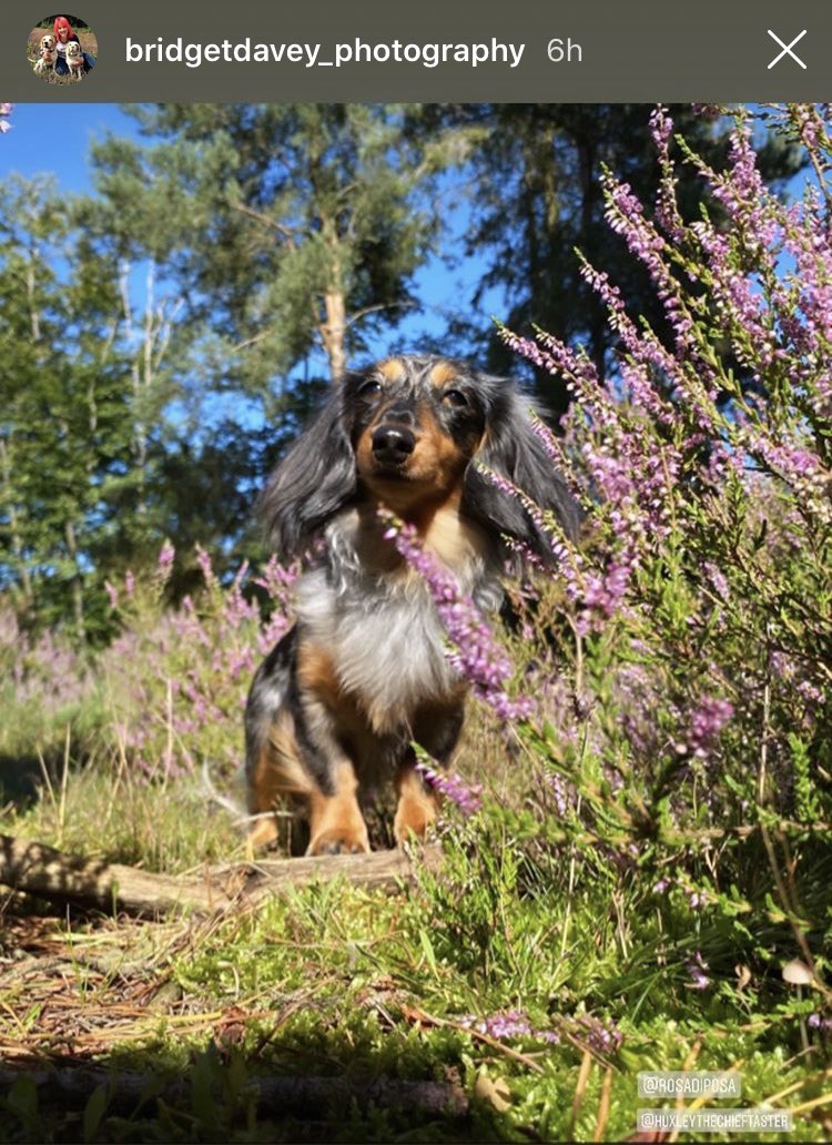 HuxandRosa's tweet photo. We had a great day on our photo shoot in the heather with @bdavey_photo ... we got gold π for behaving ... well Rosa behaving for a change π Hereβs a few tasters π₯° thank you Bridget!! #dogposing #sausagearmy #dachshunds #dogsoftwitter #dogphotography
https://t.co/l5Pm3sQb21 https://t.co/rfwEdbb98B