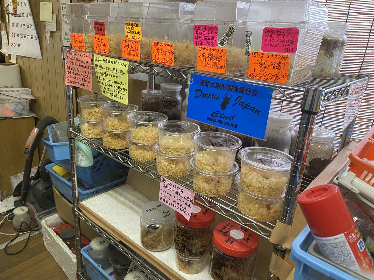 TOYOTA街角ステーション】 山梨市万力にある『カブトムシ・クワガタの