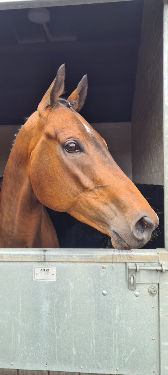 Tough Remedy heads to @WolvesRaces this evening for @RebeccaEMenzies. We are delighted to have @AndrewBrezz back in the saddle.