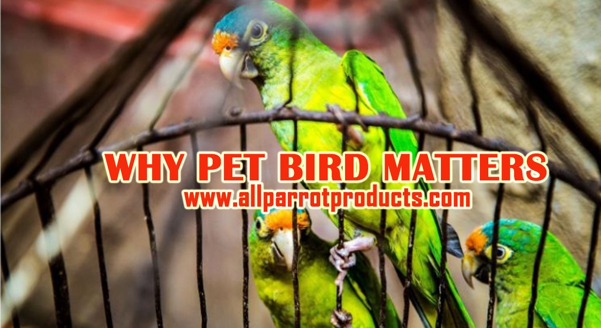 AllParrot's tweet photo. ⦁They are low maintenance
⦁They intelligent and social
⦁They are easy to train
⦁Cost of feeding is low
At All Parrot Products, we offer you all kinds of supplies and accessories for your favorite bird.
Visit us today @ https://t.co/6UaavaNFT2
#parrots #pets #petbirds https://t.co/UHQPc5EDdu