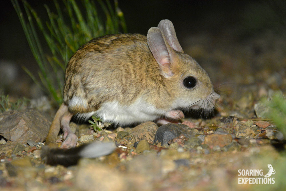 SoaringExpedit1's tweet photo. 'Be ready for the unexpected when doing a night drive in the Gobi Desert'
Gobi jerboa (Allactaga bullata)

https://t.co/TKcEpeQKar.
https://t.co/zSYDPj6ese.

 #Mongolia #Asia #CentralAsia #Mammals #Birds #Wildlife #Wild #Photography #Tours #COVID19 #nature #wildlifephtography https://t.co/Fr2iqGuhLs