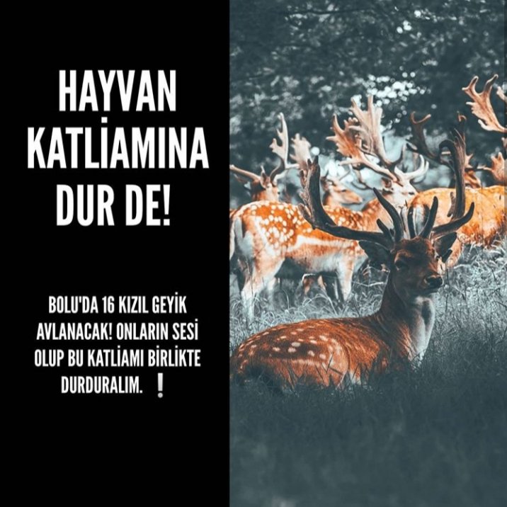 dilcibey_'s tweet photo. #ProtestoEdiyorum @ibuajanda @hayhaksaygi @hayvanhaklari22 @haluklevent @boluhaysev #hayvankatliamınadurde #hayvanhakları https://t.co/1e0DZeanTL