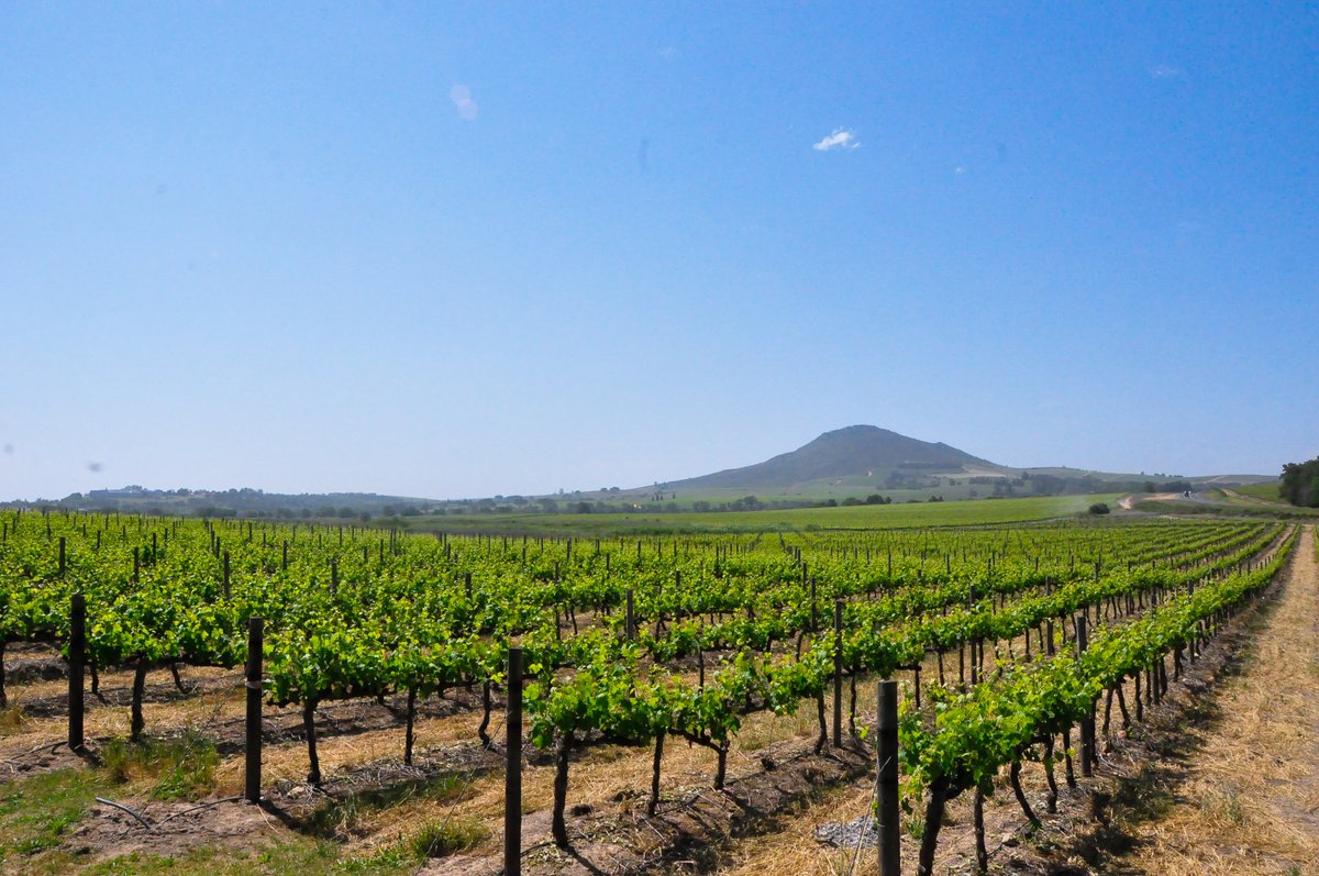 We would like to take the opportunity to thank all those who came out in support of Slaley this week, as well as those who placed orders for wine during the lockdown.

We appreciate all the love that you shared. ❤

#SlaleyStellenbosch