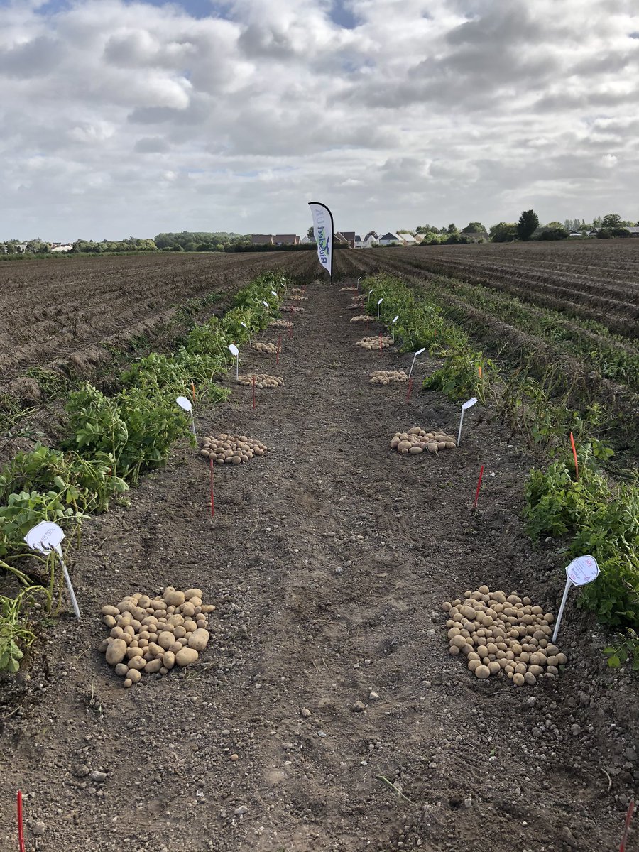 Agrico_UK's tweet photo. Our #bioselect open day is running today at Duxford 10am to 3.00pm. We are showing off the #nextgeneration varieties #blightresistance https://t.co/NQsansY3i6