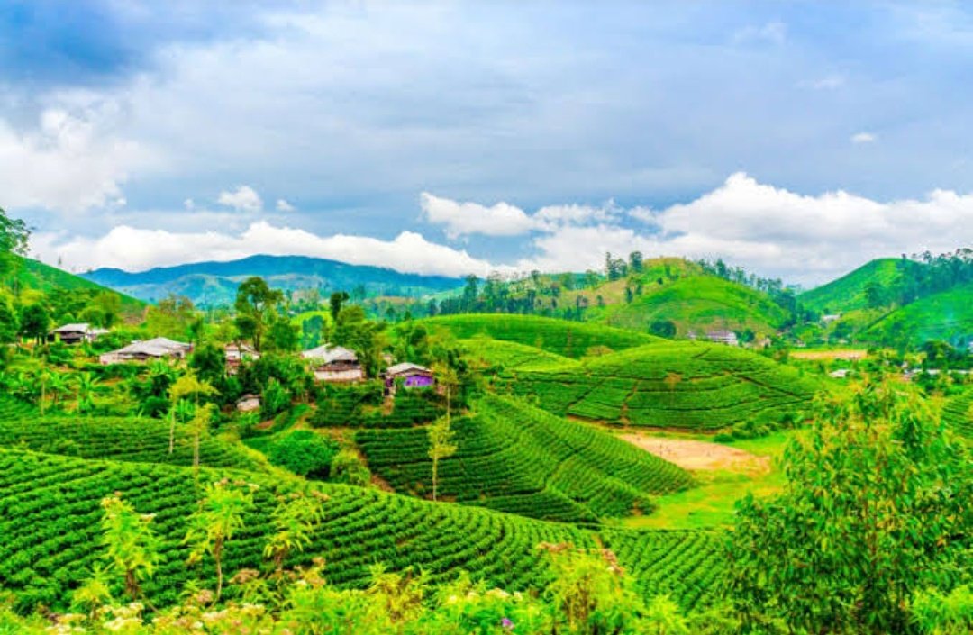 Tribes live simple as they inhabit in high mountains so hunting and fishing are the prime occupations.Agriculture & weaving are the major occupations.Tea farming in Assam is one of the main source of income & are world famous for the aroma and rich flavor. #MyBeautifulIndia