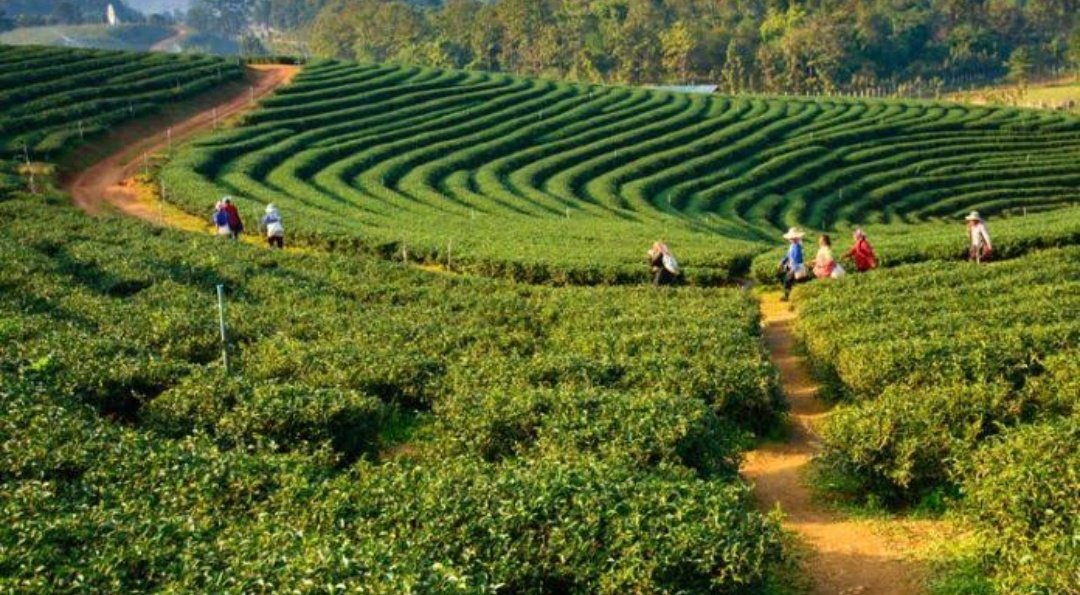 Tribes live simple as they inhabit in high mountains so hunting and fishing are the prime occupations.Agriculture & weaving are the major occupations.Tea farming in Assam is one of the main source of income & are world famous for the aroma and rich flavor. #MyBeautifulIndia