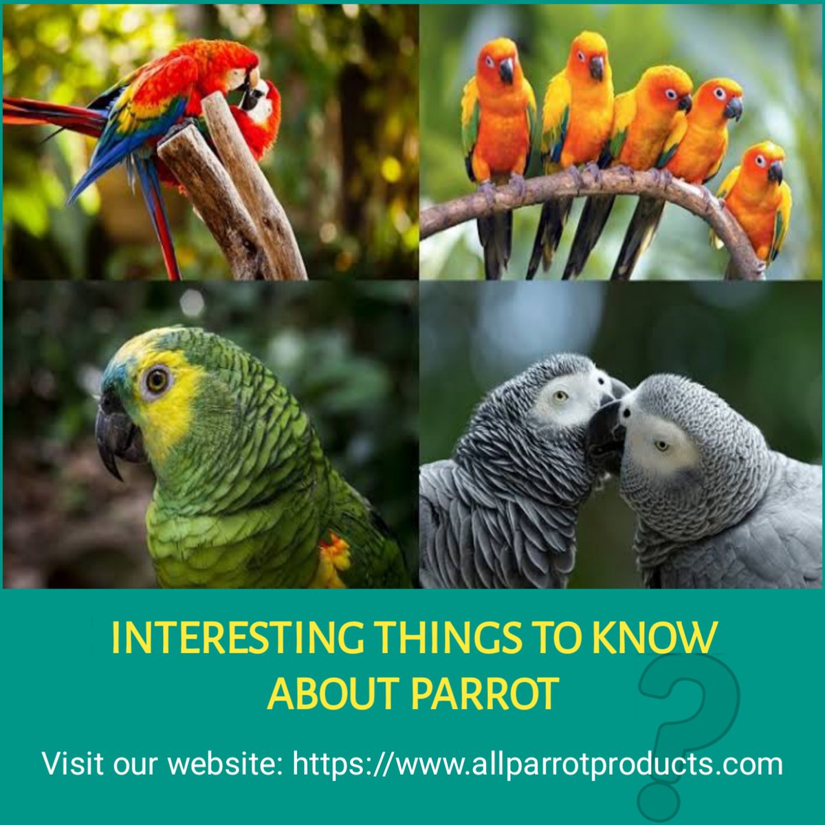 AllParrot's tweet photo. ⦁Parrots are species not breed
⦁Parrot have strange body language
⦁Parrot nutrition is complicated
⦁Parrot training is a necessity, not optional
⦁Parrot have complicated brain
For more,visit our website: https://t.co/kp1fy8aLkn
#parrots #pets #birds #petshop #birdfun https://t.co/TkTBaOM6Da