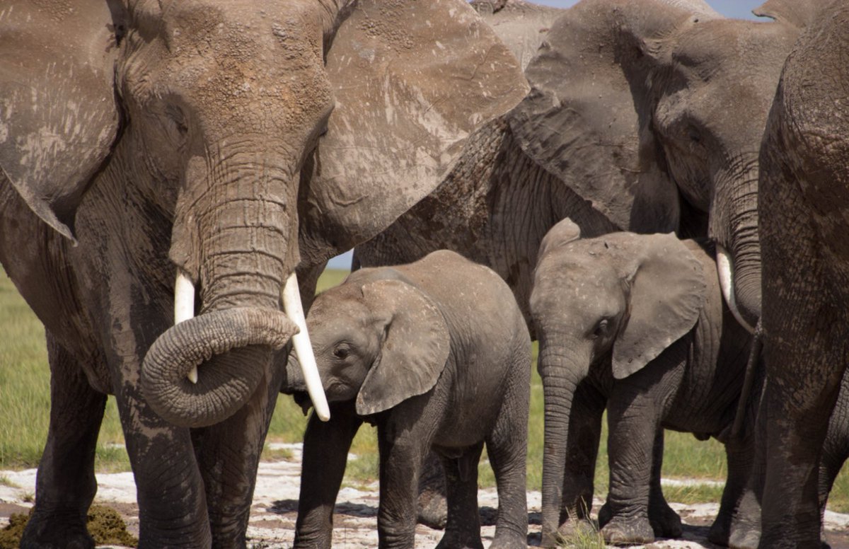 GossipRoomOff's tweet photo. Bonne nouvelle ! Le Kenya connaît actuellement un Baby Boom d’éléphants. Le pays comptait 16 000 éléphants en 1989... il en compte plus de 34 000 aujourd’hui ! Cette hausse est dûe à la baisse du braconnage dans tout le pays. 🐘🍀🇰🇪 https://t.co/pwCkwVrKlL