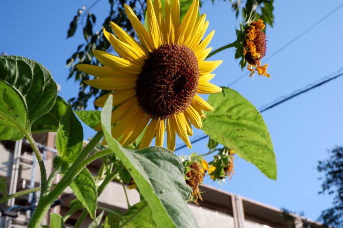 近所のひまわり撮ってみたよん🌻🌻pornhubあげるよ～🤟見てね～👄 https://t.co/SSDkukiGWt