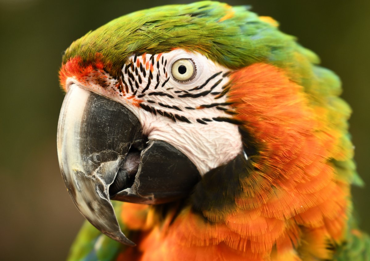 Talisman ハルクインコンゴウインコのハルさん ルリコンゴウインコ ベニコンゴウインコのハイブリッド種で 顔やお腹周りが深く美しいオレンジ色に包まれているが特徴です W ハルクインコンゴウインコ 富士花鳥園 Talisman ハルクインコンゴウインコのハルさん ルリコンゴウインコ ベニコンゴウインコのハイブリッド種で 顔やお腹周りが深く美しいオレンジ色に包まれているが特徴です W ハルクインコンゴウインコ 富士花鳥園