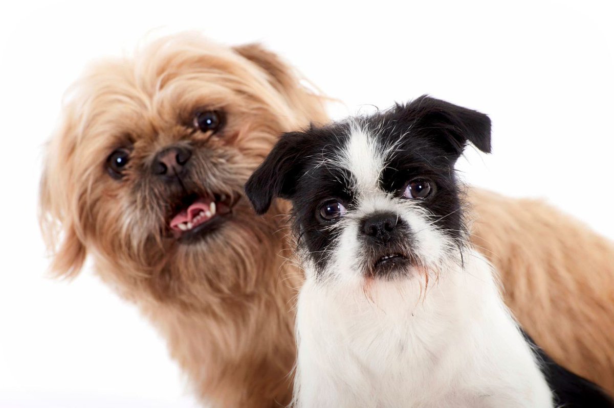 DogFirstAid's tweet image. #ThankFidoitsFriday! Fed up of the same old boring #job? Why not see how you could turn your passion for #pets into your very own #business? Be your own boss with a #franchise empowering dog lovers to save lives. 
dogfirstaidfranchise.com #dogfirstaid #franchising