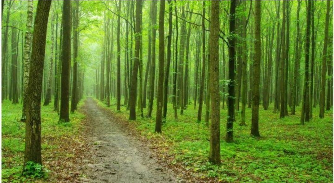 51 types of forest found in this region classified into six major types- tropical moist deciduous forests, tropical semi evergreen forests, tropical wet evergreen forests, subtropical forests, temperate forests and alpine forests.  @ParveenKaswan  @old_monk10  @super_sanatani