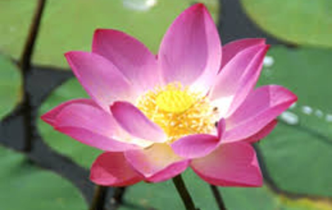 The mountain terrain & slopes of region is covered by vegetation like Zizypphus jujuba,Bombax ceiba,Sterculia villosa, Dalbergia sisoo,and other non-aquatic grassland species.The grasslands and rain forests of regions supports diverse flora and fauna and several crop species.