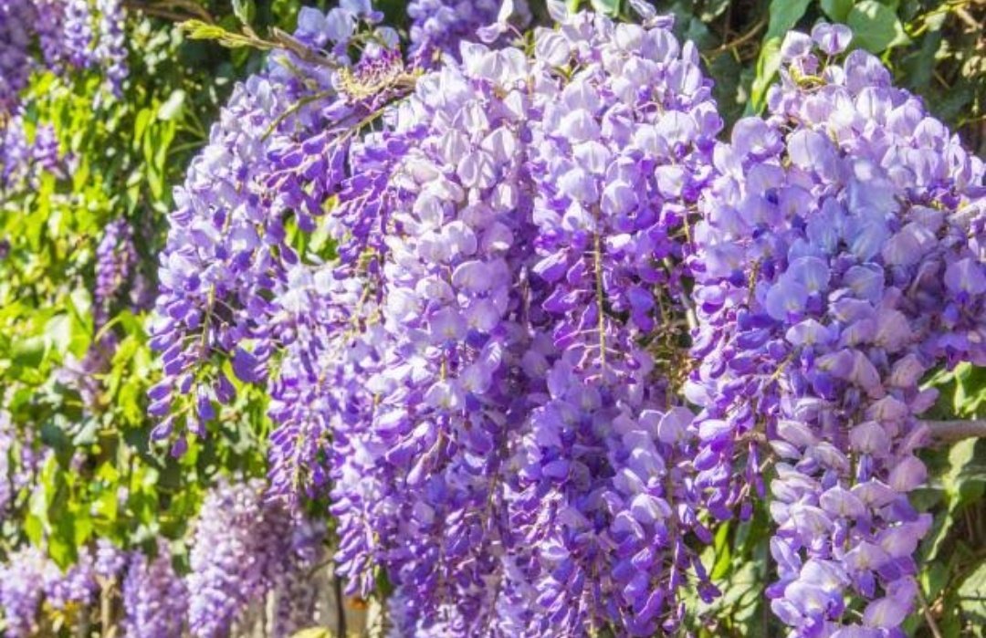 The mountain terrain & slopes of region is covered by vegetation like Zizypphus jujuba,Bombax ceiba,Sterculia villosa, Dalbergia sisoo,and other non-aquatic grassland species.The grasslands and rain forests of regions supports diverse flora and fauna and several crop species.