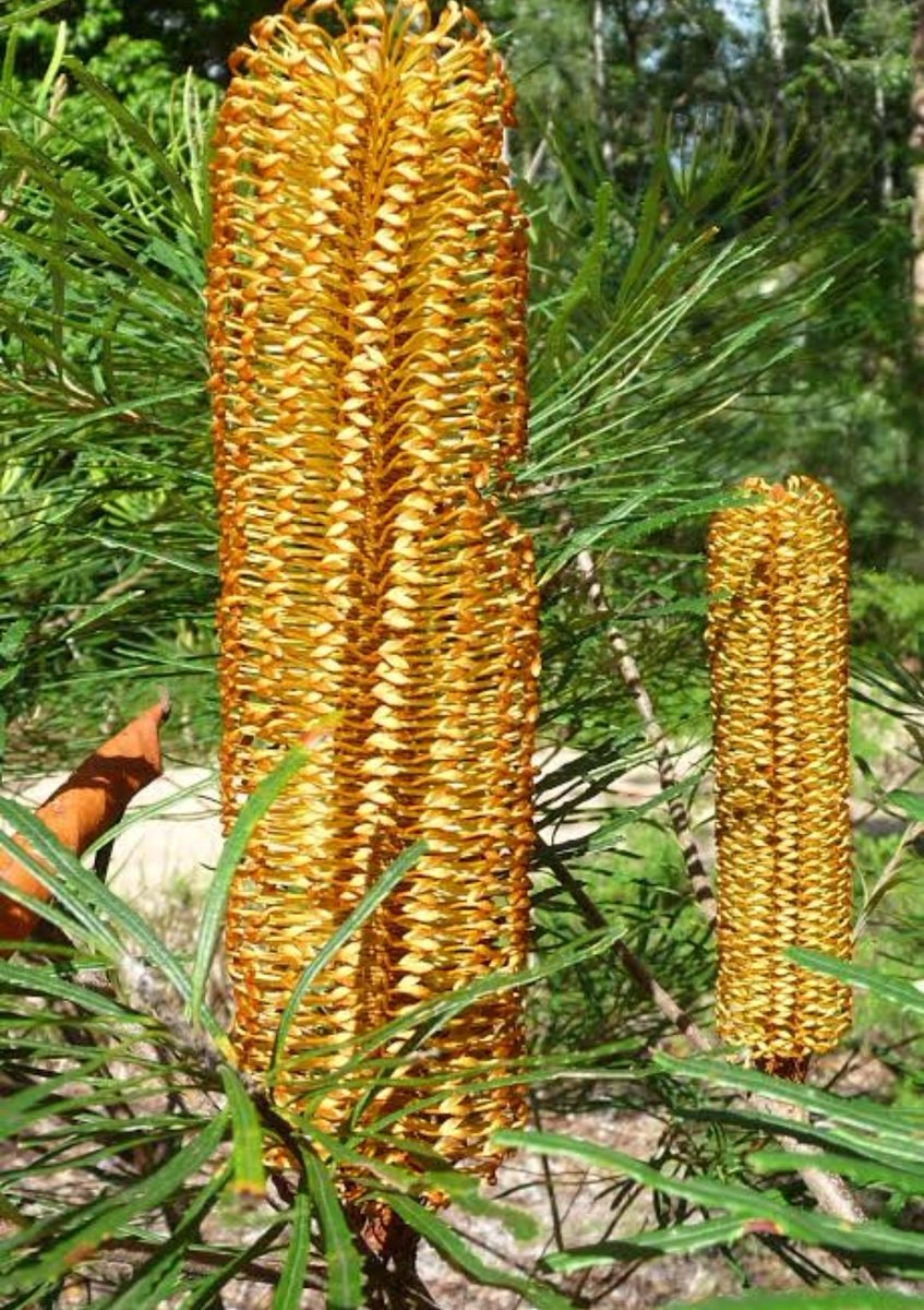 The mountain terrain & slopes of region is covered by vegetation like Zizypphus jujuba,Bombax ceiba,Sterculia villosa, Dalbergia sisoo,and other non-aquatic grassland species.The grasslands and rain forests of regions supports diverse flora and fauna and several crop species.