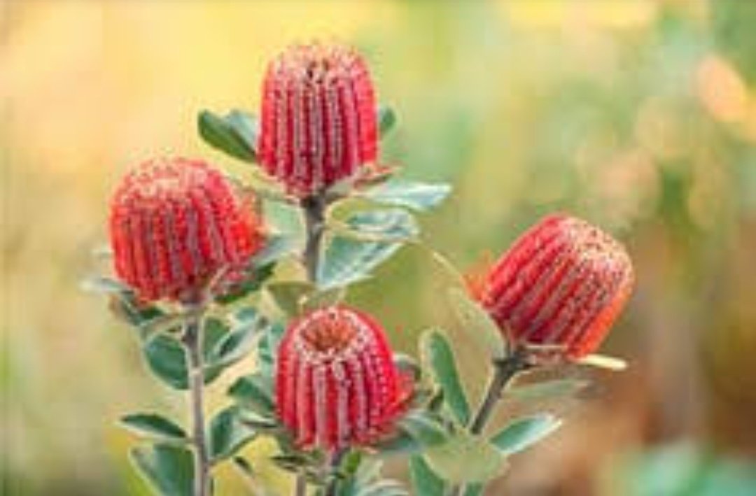 The mountain terrain & slopes of region is covered by vegetation like Zizypphus jujuba,Bombax ceiba,Sterculia villosa, Dalbergia sisoo,and other non-aquatic grassland species.The grasslands and rain forests of regions supports diverse flora and fauna and several crop species.