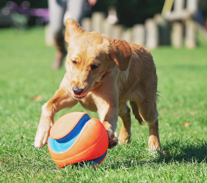 “Who is the good boy? Yes, you are my paw-fect Kick Fetch!” What would your pooch say if they could talk to their Chuckit! toy?  🐶🏀