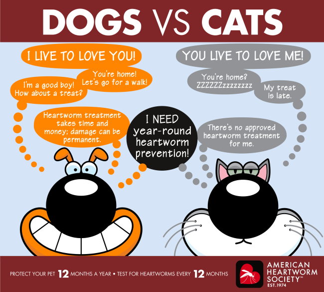 WilkinsonVets's tweet photo. What you need to know about Heartworms https://t.co/uAqvC79L6P https://t.co/AunNQvGpsj
