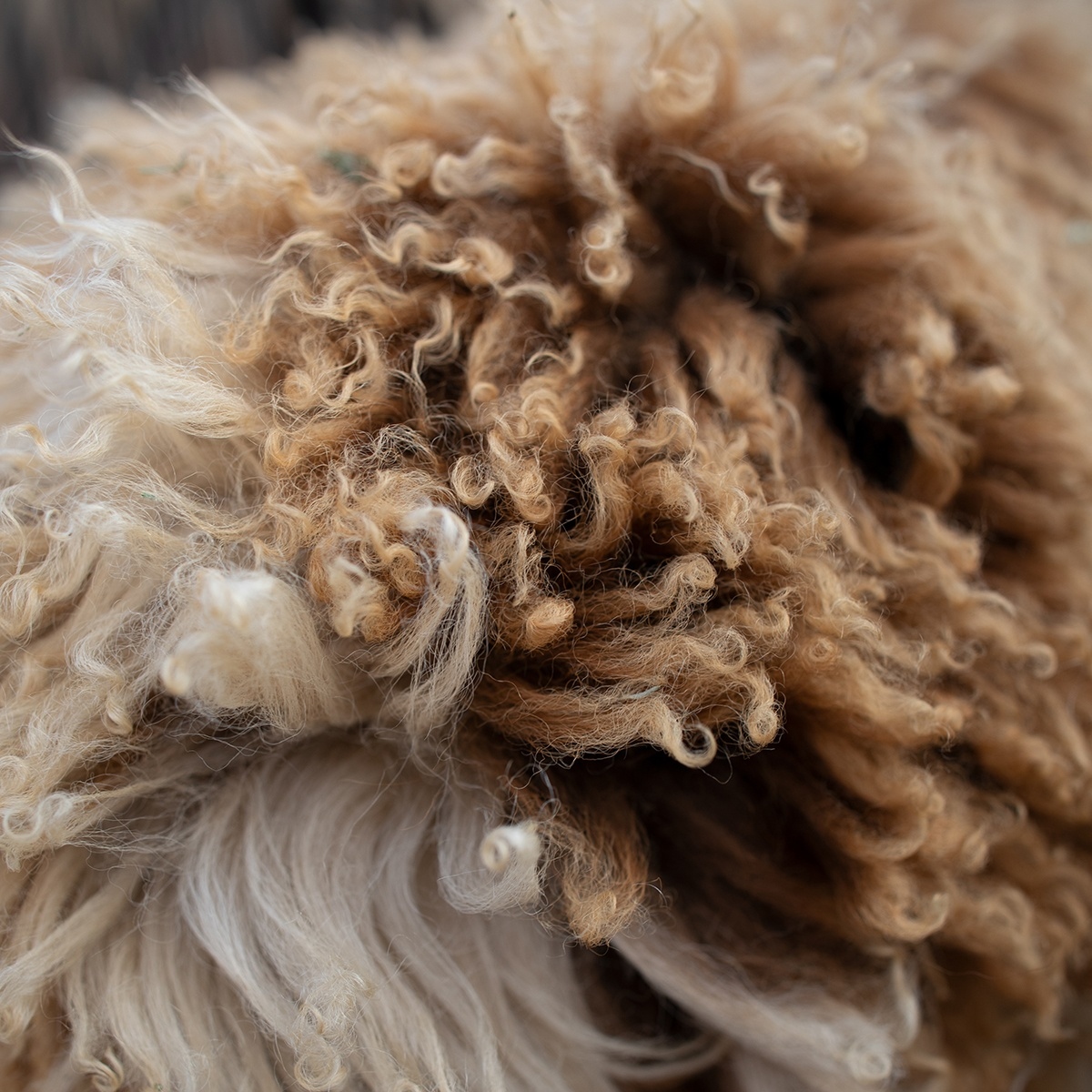 Edelman Leather tweet media