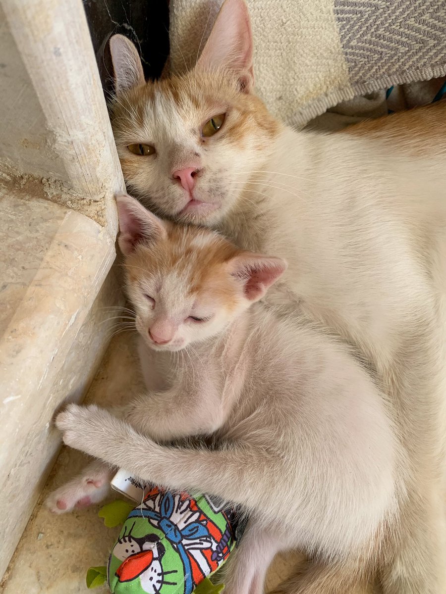 🐱